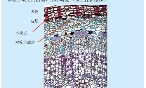 缺盆的功效与作用网—知名的缺盆治什么病最好网站,分享缺盆的功效与作用图片知识